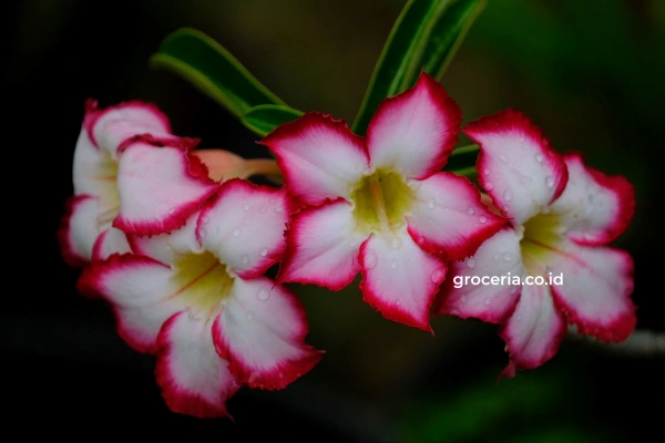 Budidaya Tanaman Adenium