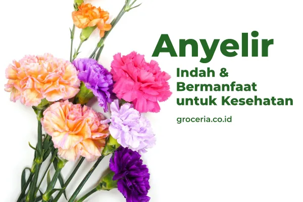 Keindahan dan Manfaat Kesehatan Bunga Anyelir atau Carnation