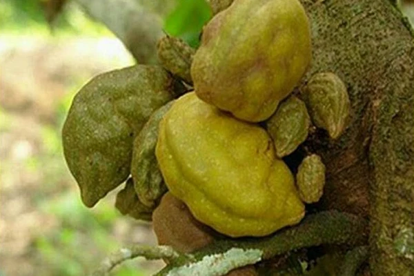 Rahasia Sukses Menanam Namnam, Buah Unik dari Indonesia