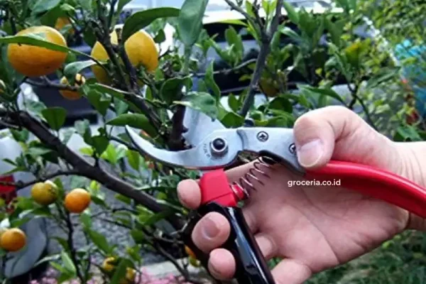 Teknik Pruning yang benar