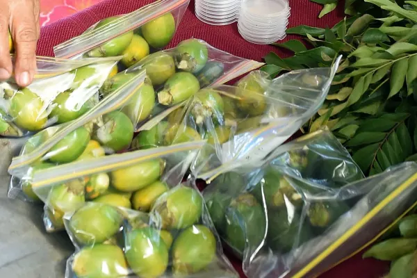 Keajaiban Buah Pinang: Khasiat dan Cara Menanamnya