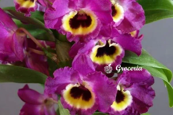 Jenis-Jenis Bunga Anggrek Terbaik: Dendrobium Nobile