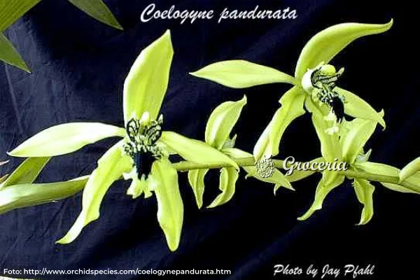 Anggrek Hitam, Tanaman Endemik Khas Indonesia
