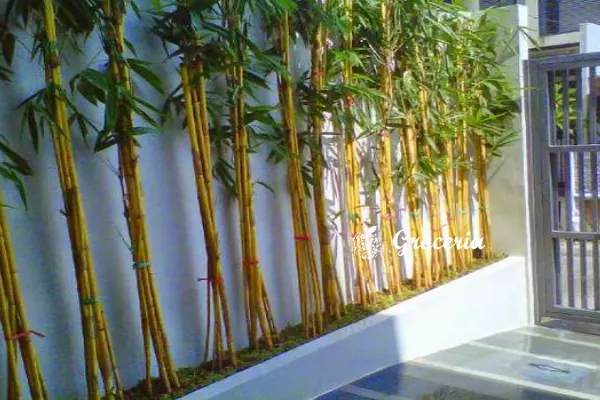 Bambu sebagai tanaman pagar rumah