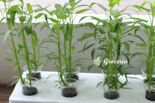 Cara Budidaya Kangkung