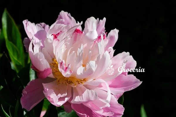 Keindahan Bunga Botan atau Peony
